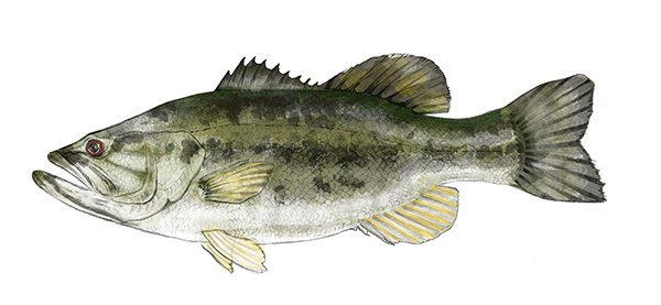 bass