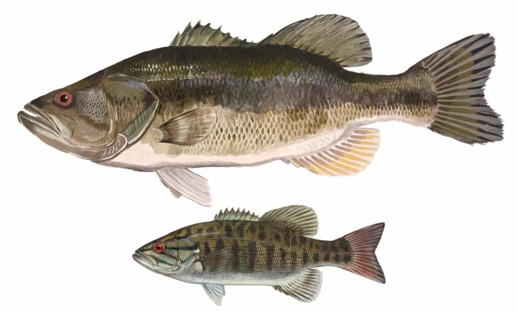 largemouth bass and smallmouth bass