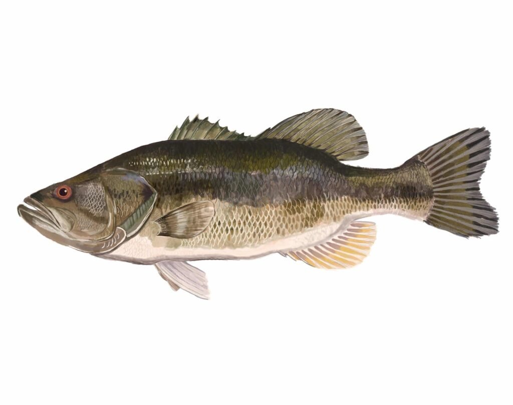 Largemouth Bass