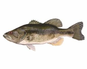 Largemouth bass