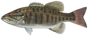 Smallmouth Bass